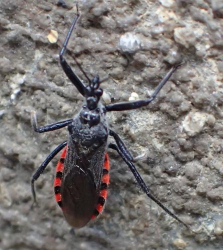 Réf. 184 132 : Sphedanolestes sanguineus